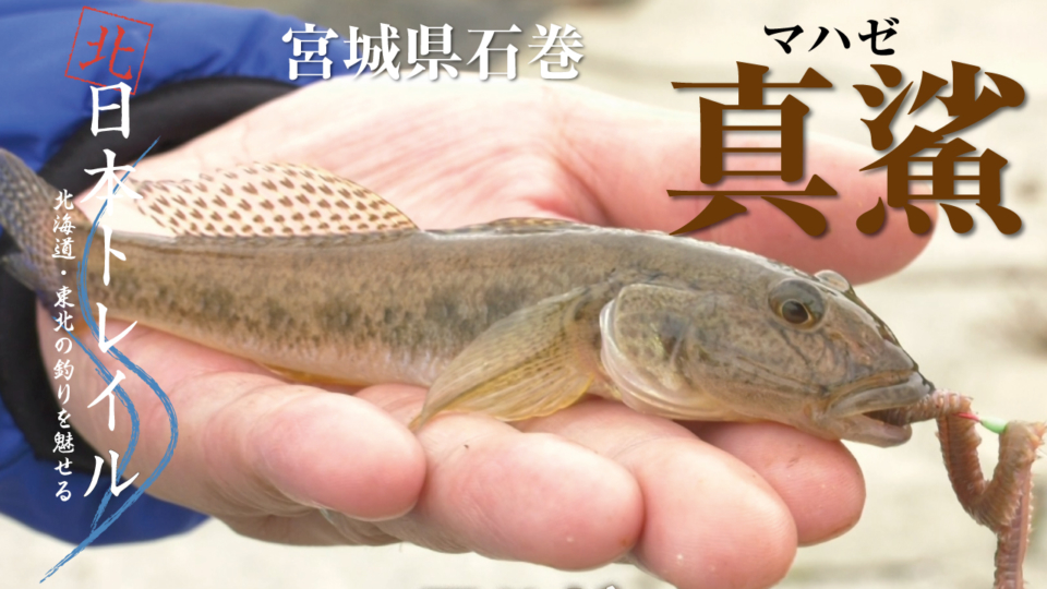 正規店仕入れの 智ママ様専用 逃した魚は大きかったが釣りあげた魚が